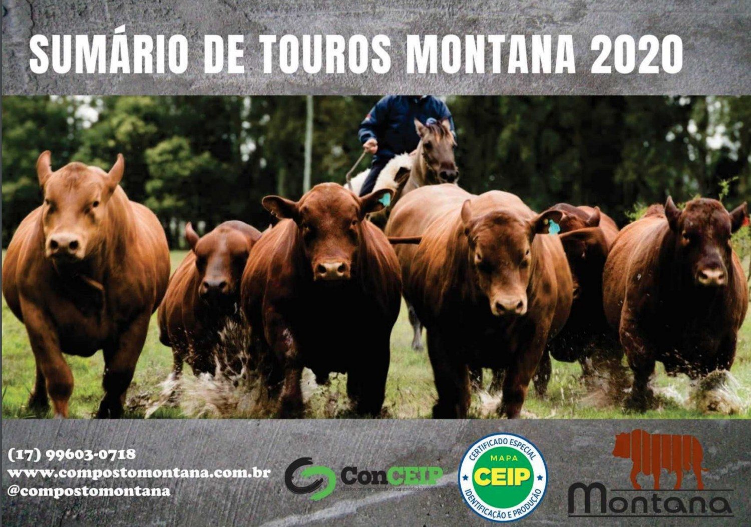 capa do sumario de touros montana 2020