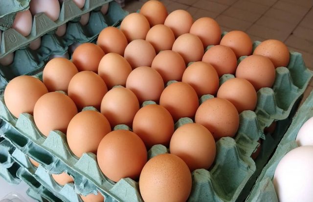 Além de barato, benefícios do ovo são incontáveis - Compre Rural
