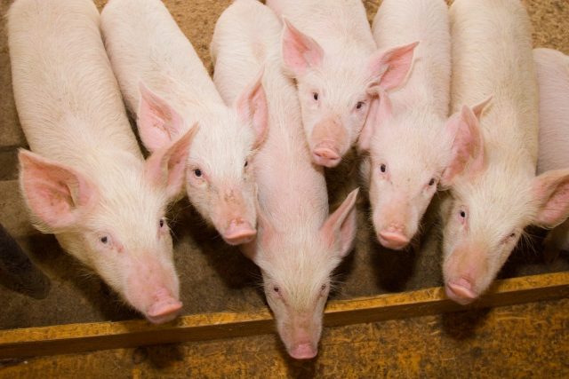 comportamento-suinos-estresse-reducao-antibioticos-antoni-dalmau-biomin