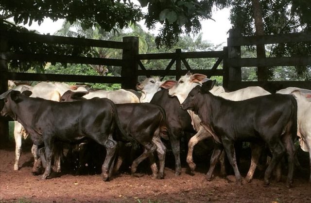 cruzamento guzera angus