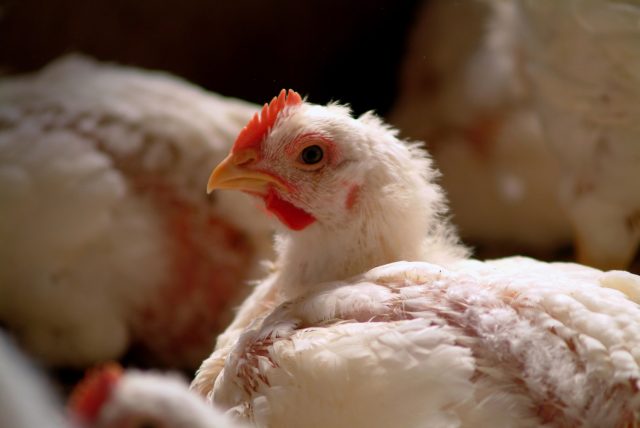 eficacia-no-controle-de-salmonella-envolve-aditivos-naturais-e-boas praticas-de-manejo-biomin eficacia-no-controle-de-salmonella-envolve-aditivos-naturais-e-boas praticas-de-manejo-biomin