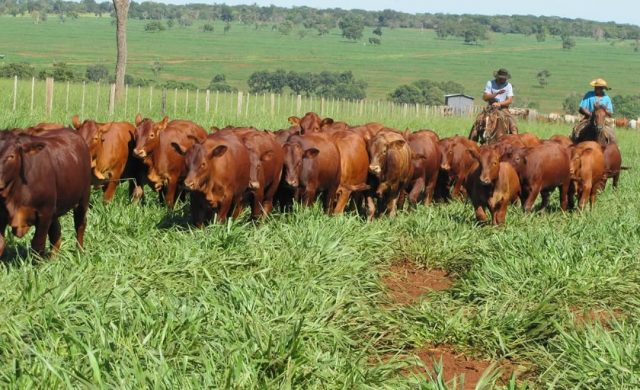 gado composto montana