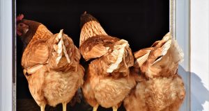 galinhas poedeiras