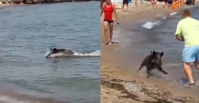 javali causa pânico em praia
