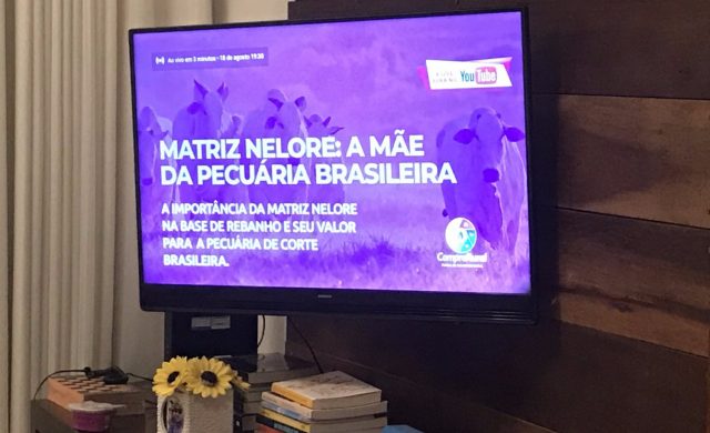 live da raca nelore - matriz live da raca nelore - matriz