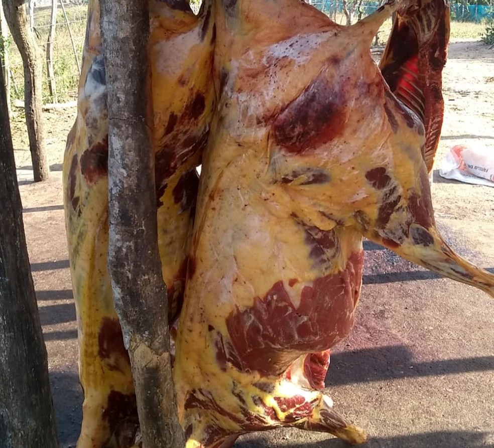 GO: Abatedouro clandestino misturava carne de cavalo com carne suína