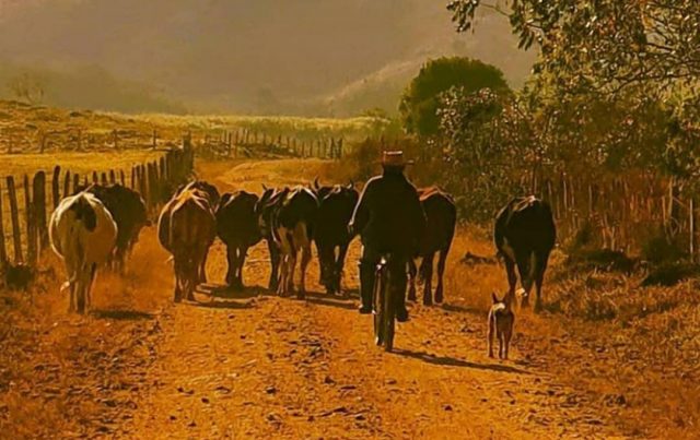 pequeno produtor rural tocando suas vacas