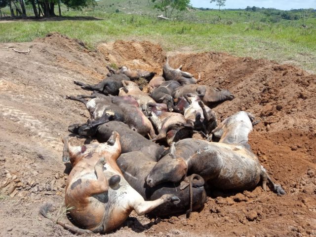 raio-mata-16-cabecas-de-gado-em-fazenda-de-ecoporanga-154006