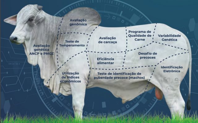 sumario de touros ancp 2020