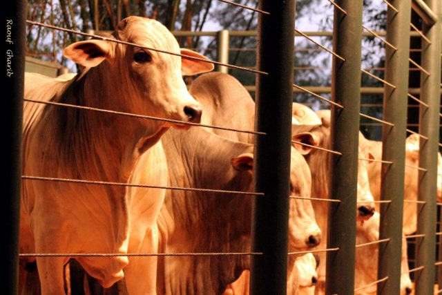 Leilão Sant'Anna vai ofertar Nelore, Brahman e Girsey Leilão Sant'Anna vai ofertar Nelore, Brahman e Girsey
