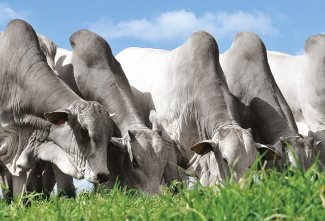 touros nelore da terra brava agropecuaria 1