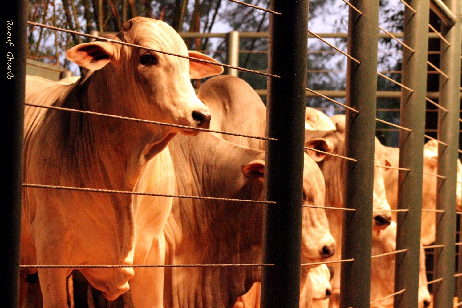 Leilão Sant'Anna vai ofertar Nelore, Brahman e Girsey