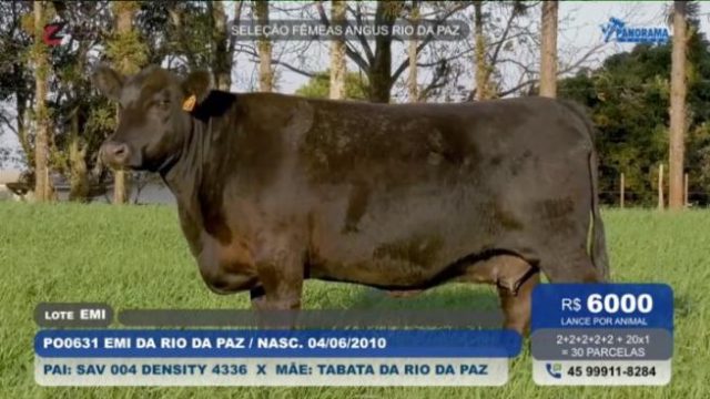 vaca angus numero 1 do brasil
