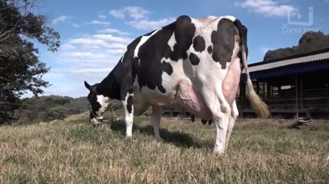 vaca mais produtiva do Brasil