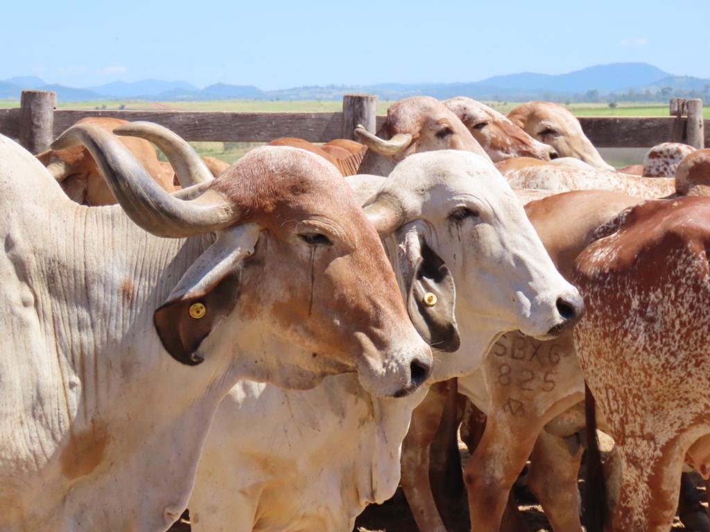 novilhas e vacas gir leiteiro