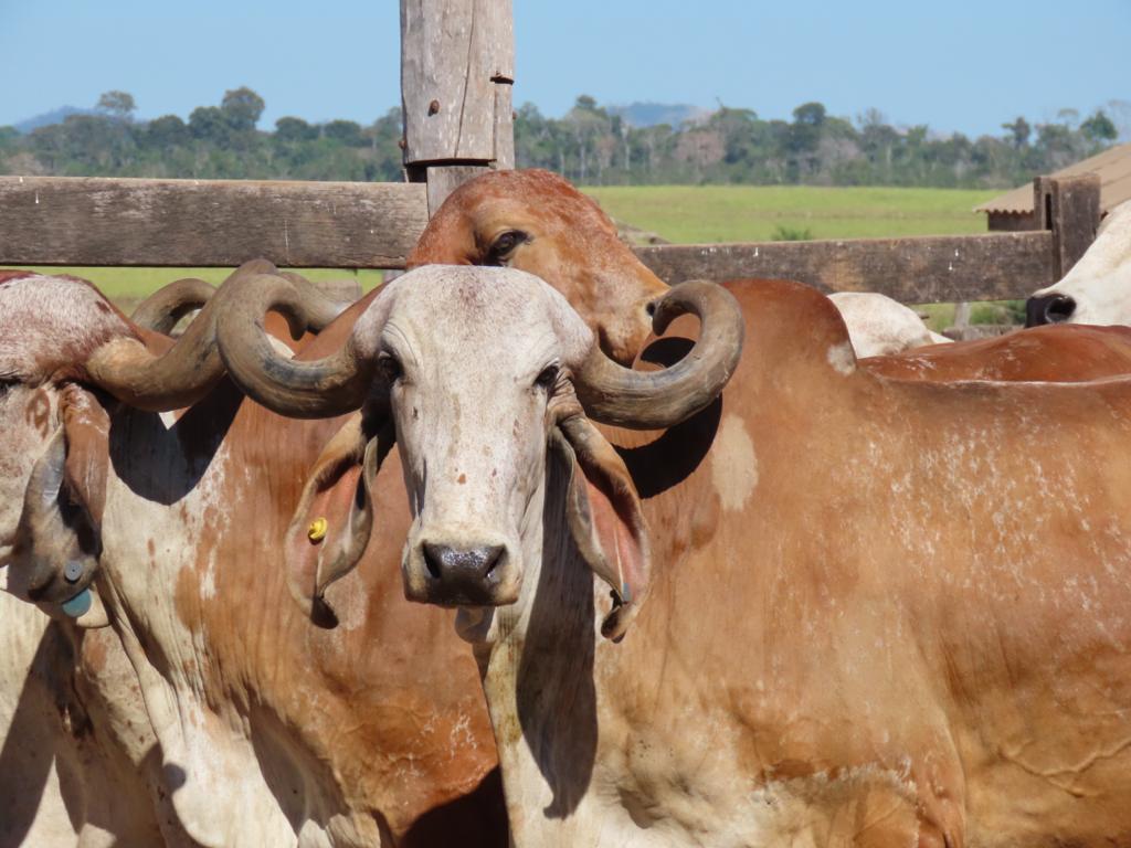 novilhas e vacas gir leiteiro