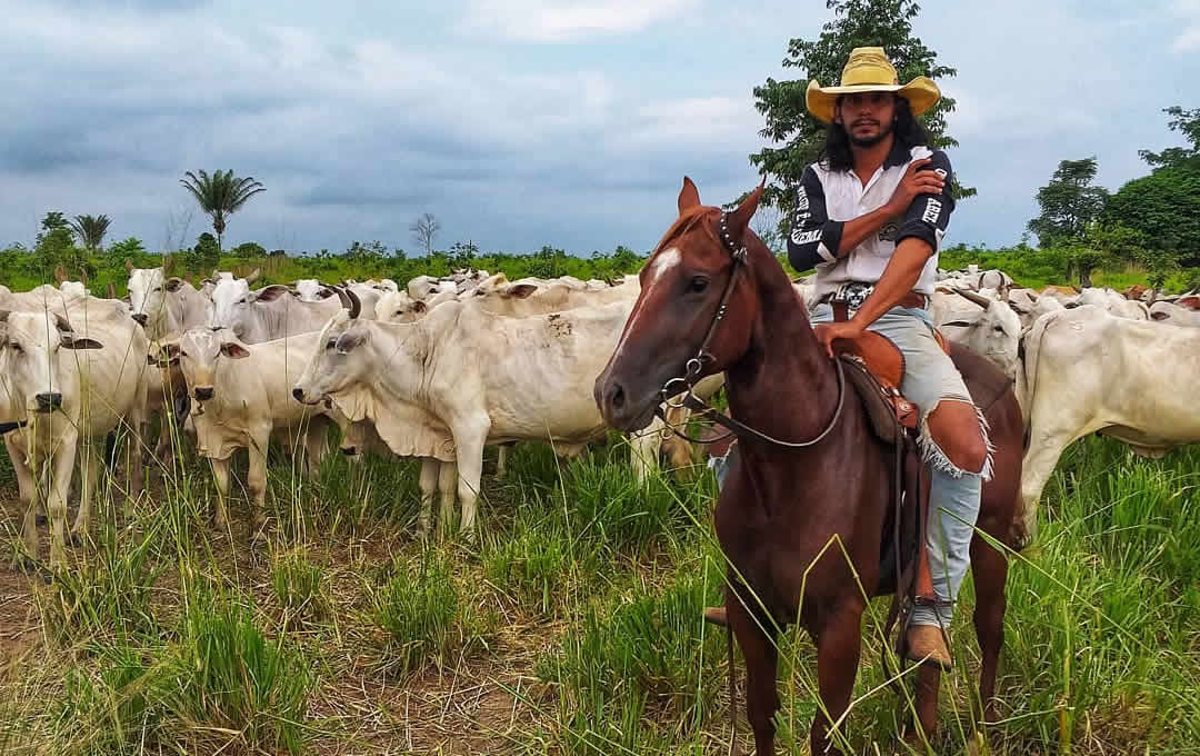 vaqueiro gama goiano tocando a vacada nelore boiadeiro