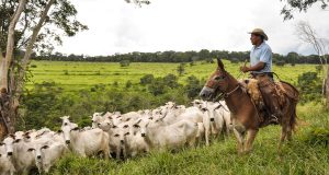 vaqueiro tocando a vacada no pasto