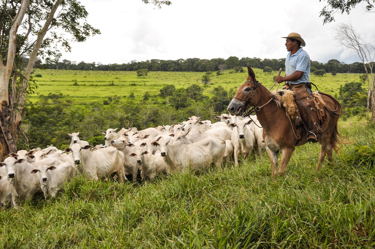 vaqueiro tocando a vacada no pasto