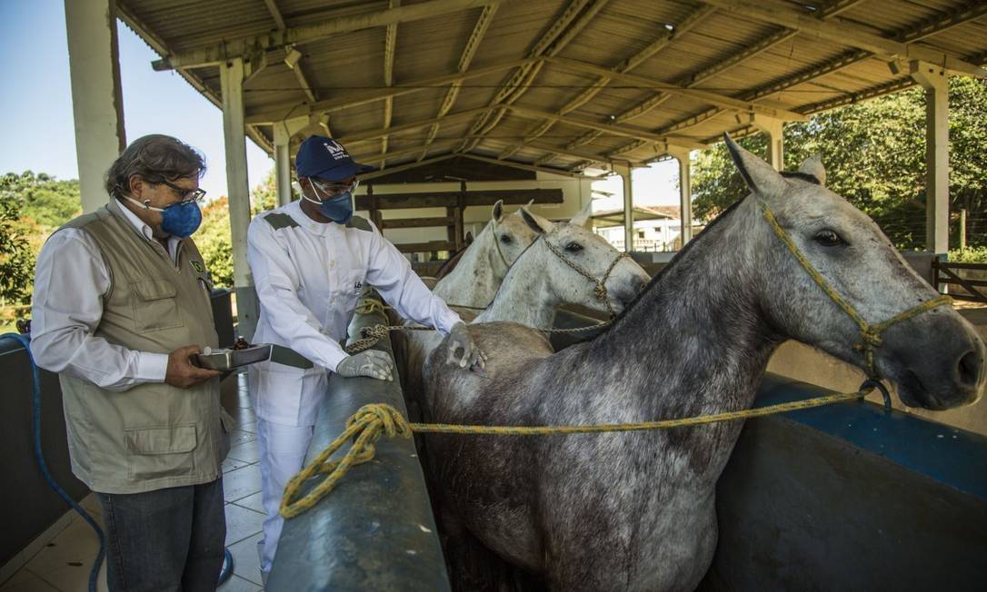 Capim que pode matar os cavalos - CompreRural