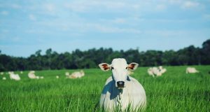 Pastagem abundante na FAZENDA PONTAL, JP AGROPECUÁRIA em Nova Guarita MT @jp_agropecuaria