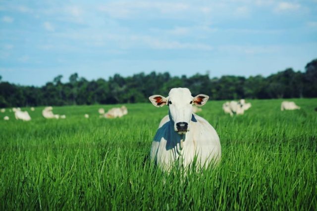 Pastagem abundante na FAZENDA PONTAL, JP AGROPECUÁRIA em Nova Guarita MT @jp_agropecuaria Pastagem abundante na FAZENDA PONTAL, JP AGROPECUÁRIA em Nova Guarita MT @jp_agropecuaria