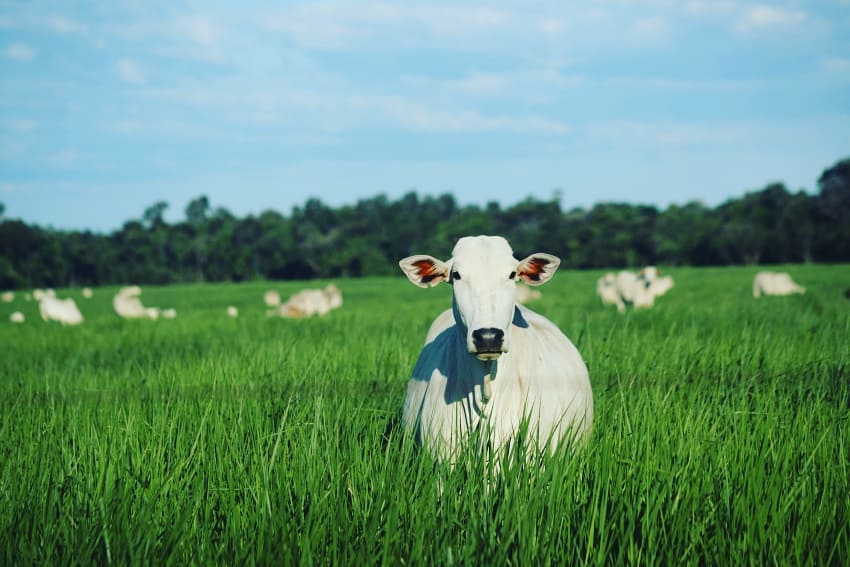 Pastagem abundante na FAZENDA PONTAL, JP AGROPECUÁRIA em Nova Guarita MT @jp_agropecuaria