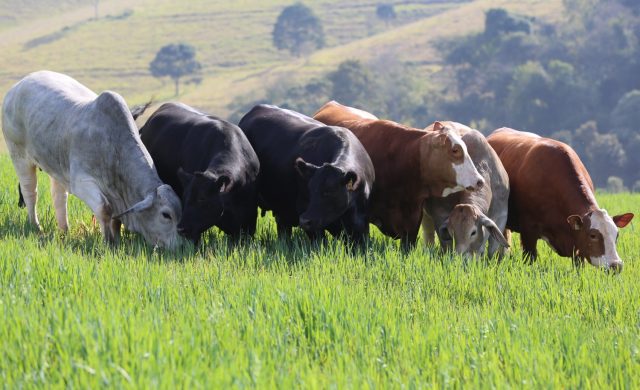 Angus-Brahman-e-Simental-as-racas-da-Casa-Branca Angus-Brahman-e-Simental-as-racas-da-Casa-Branca