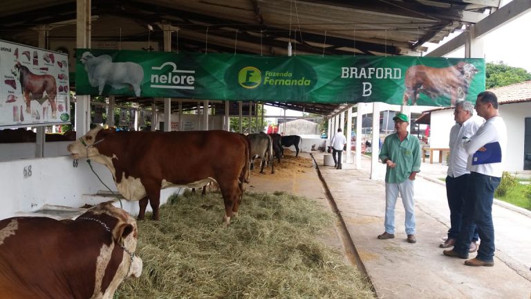 Braford-marca-presença-em-feira-no-Maranhão-2-1