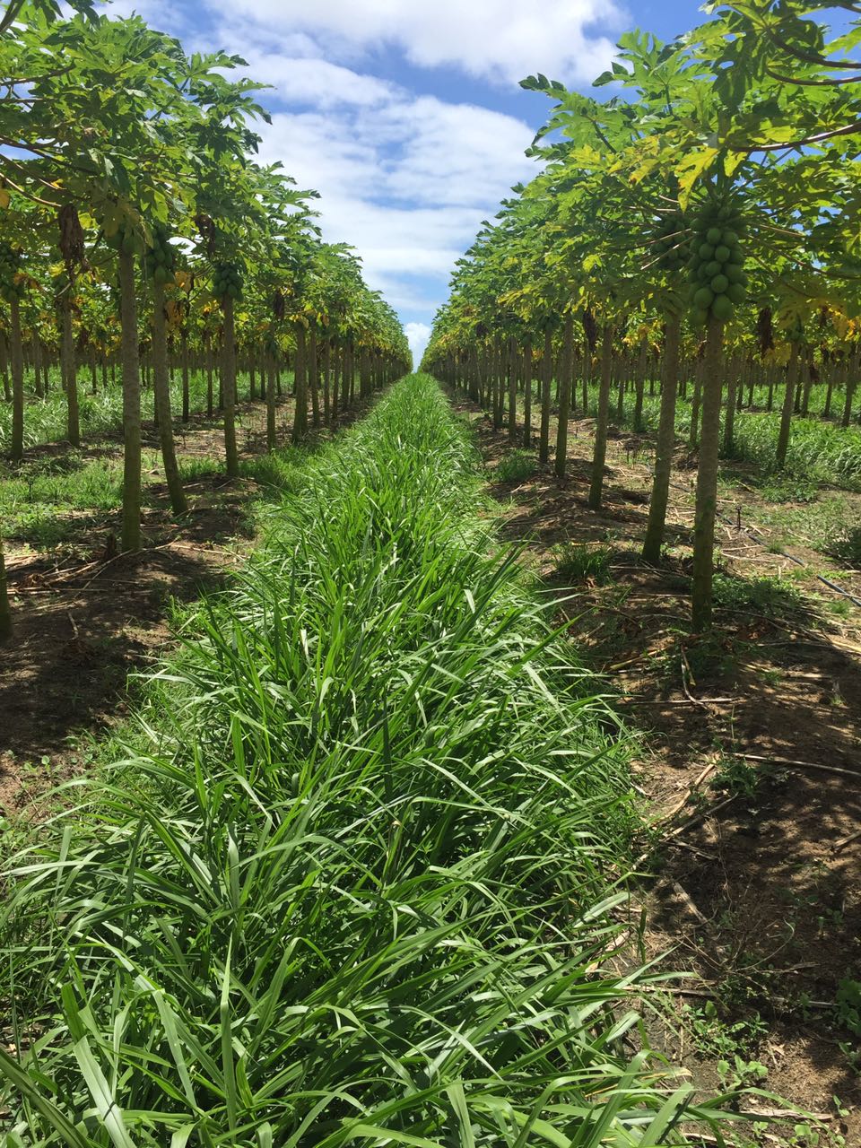 Consorcio-Brachiaria-Mamao