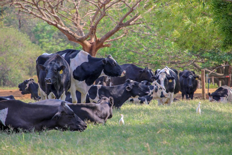 Os sistemas orgânicos de produção animal são técnica e economicamente viáveis, desde que os diversos arranjos produtivos possíveis estejam equilibrados.