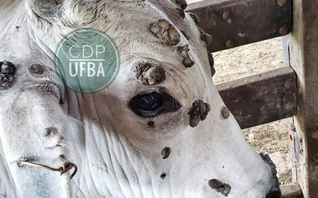 Papilomatose bovina - CDP-UFBA - 4