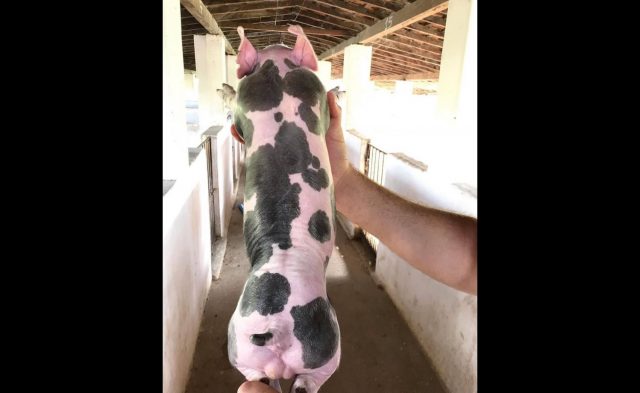 Proco piétrain com 11 dias de vida