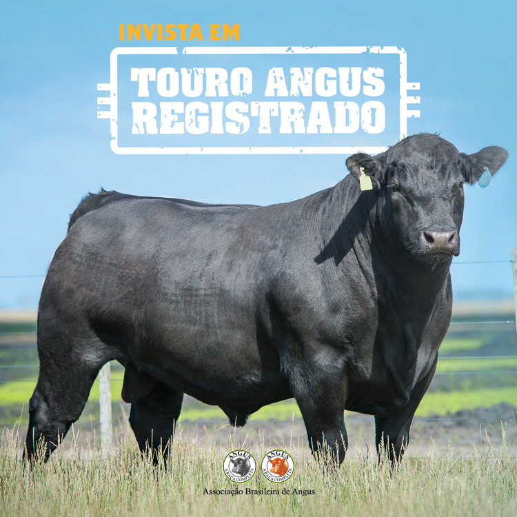 Touro Angus Registrado