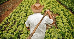 plano Safra agricultura familiar