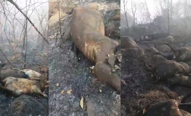 animais queimados em incendio