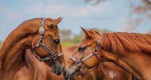 cavalos se cheirando