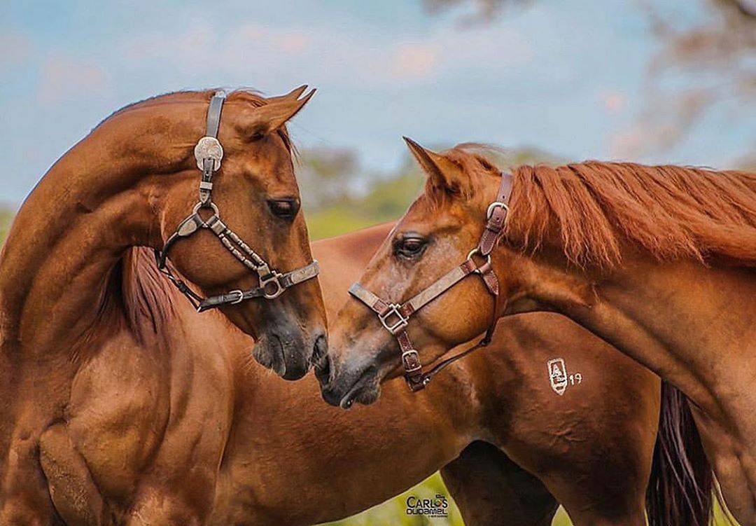 cavalos se cheirando