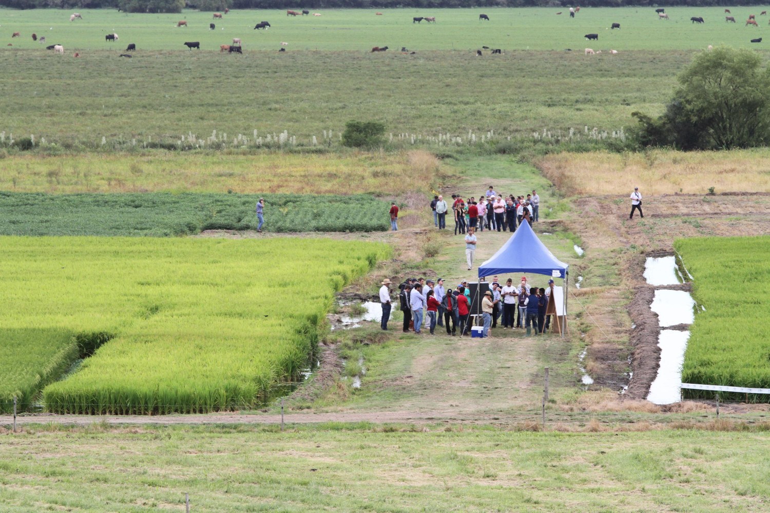 dia de campo pecuaria de corte