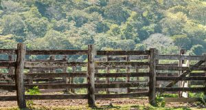 fazenda no mato grosso do sul