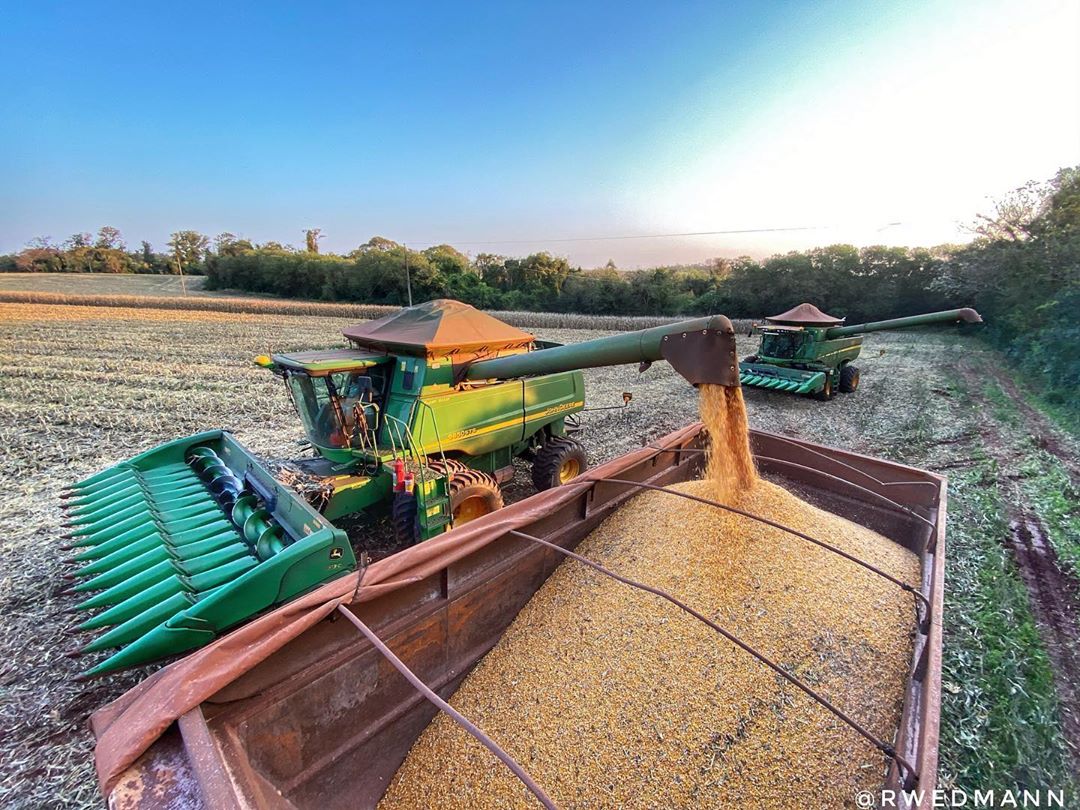 fim da colheita de milho