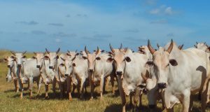 gado nelore roubado da IAO Agropecuaria - monte alegre de minas