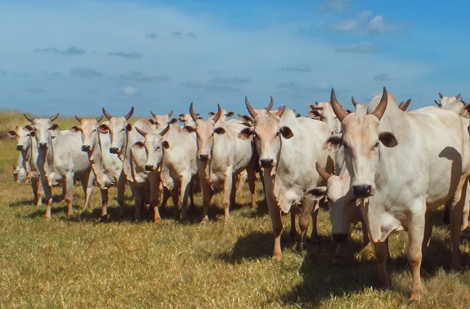 gado nelore roubado da IAO Agropecuaria - monte alegre de minas