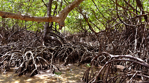 Mangue em Maracaipe – Ipojuca. Foto: Nathalia Verony