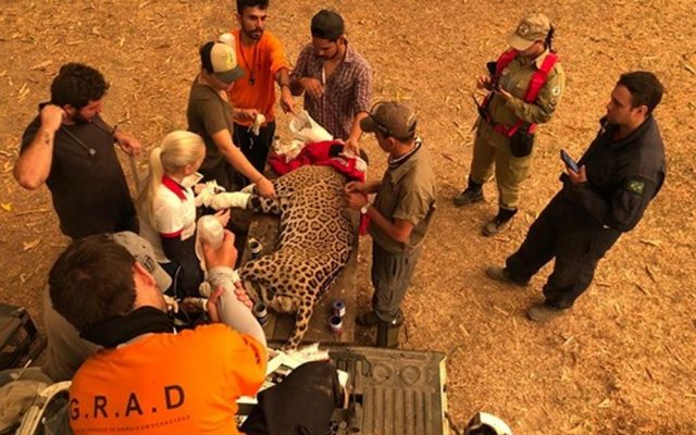 onça resgatada no incêndio