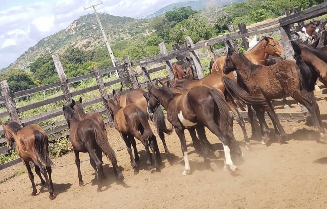 Capim mata éguas em Minas Gerais — CompreRural