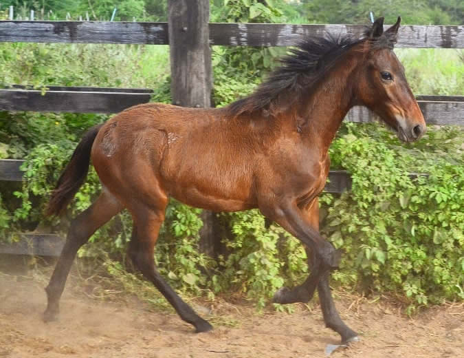 potro correndo - mangalarga marchador