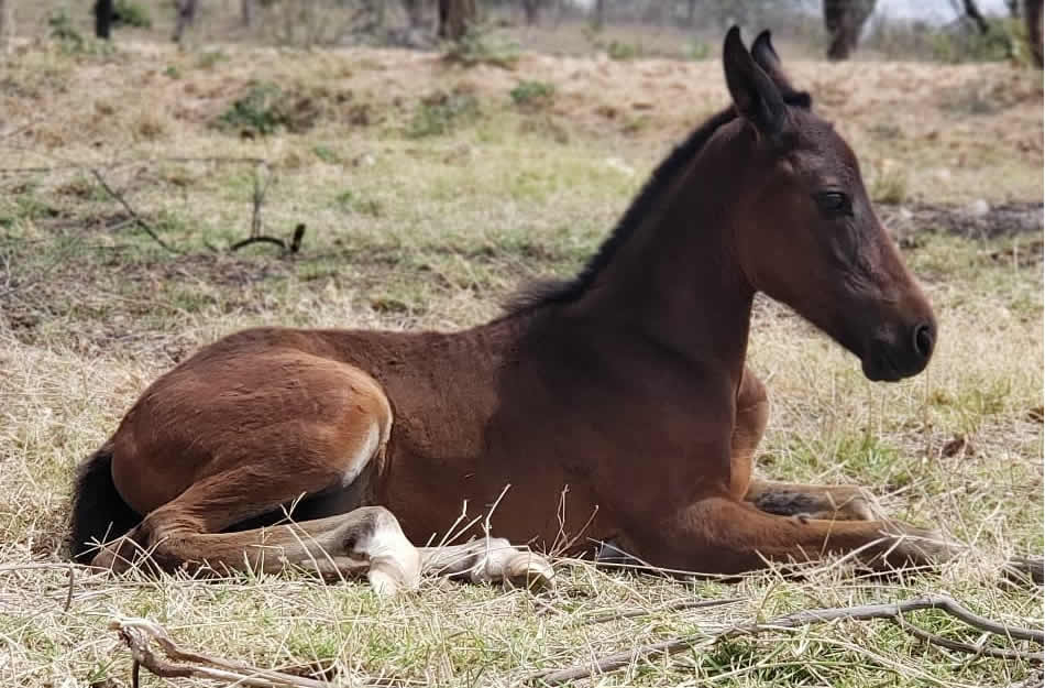 Capim mata éguas em Minas Gerais — CompreRural