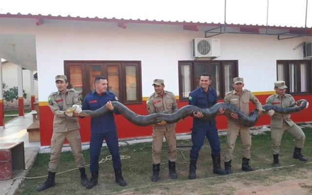 sucuri gigante de 100 kg