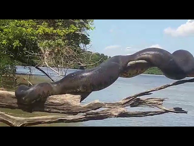 sucuri gigante tomando sol